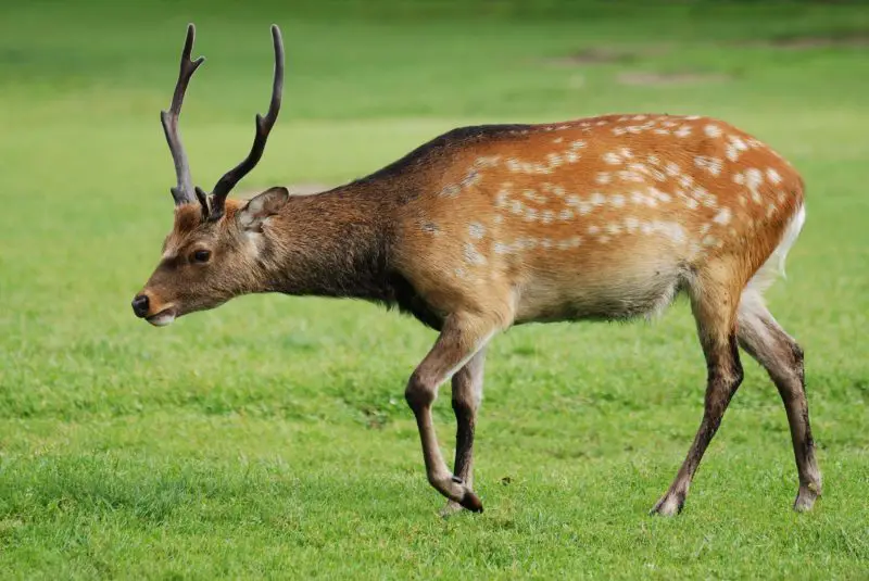 Deer in Pennsylvania