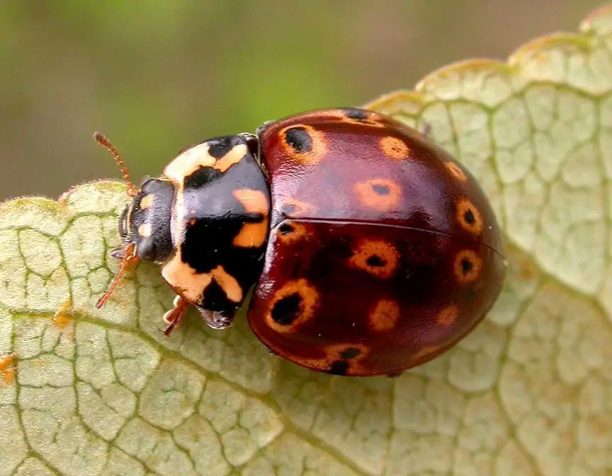 Ladybugs in California