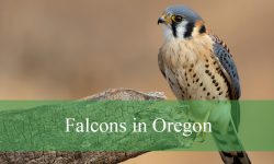 5 Types of Falcons in Oregon (With Pictures and Identification)