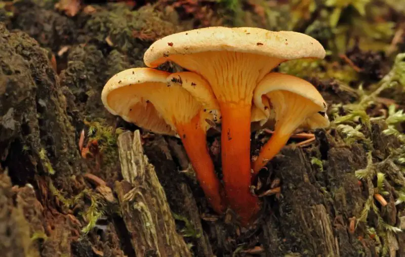 Poisonous Mushrooms in North Carolina