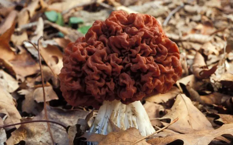 Poisonous Mushrooms in North Carolina