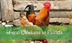 Identify Feral Chickens in Florida and Where to Find Them