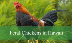 5 Types of Feral Chickens in Hawaii (Pictures and Identification)