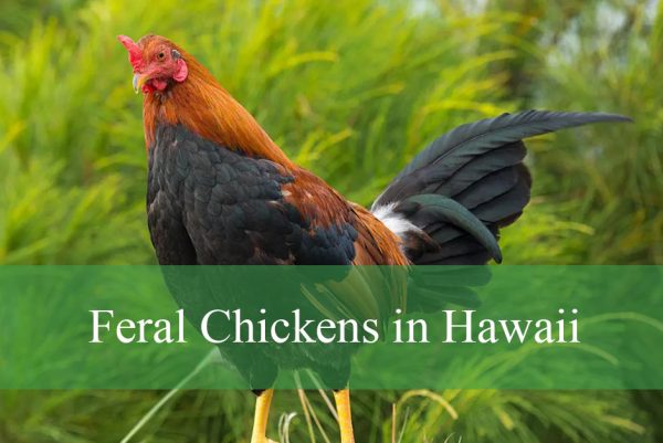 Feral Chickens in Hawaii