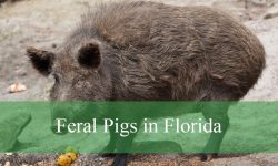 3 Types of Feral Pigs in Florida (With Pictures and Identification)