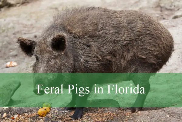 Feral Pigs in Florida