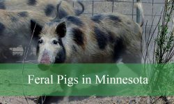3 Types of Feral Pigs in Minnesota (With Pictures and Identification)