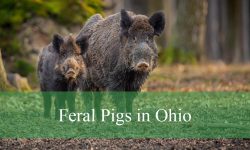 5 Types of Feral Pigs in Ohio (With Pictures and Identification)
