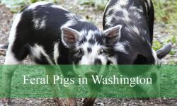 2 Types of Feral Pigs in Washington (Pictures and Identification)