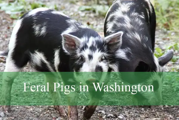 Feral Pigs in Washington