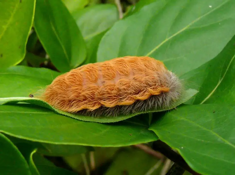 Dangerous Caterpillars in California