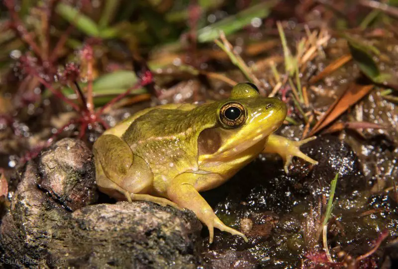 Frogs in Florida