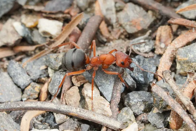 Biting Ants in Montana