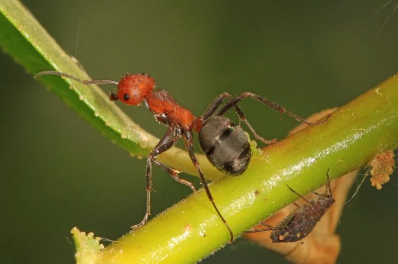 Biting Ants in Montana