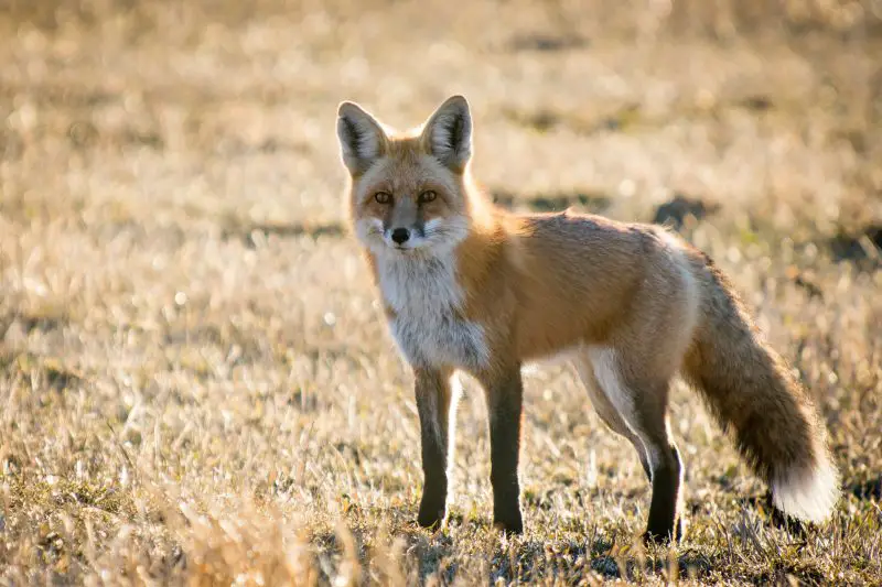 Foxes in Colorado