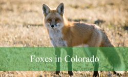 Why Do Foxes in Colorado Make So Many Strange Noises at Night