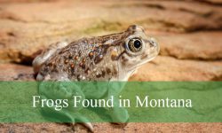 6 Types of Frogs in Montana (With Pictures and Identification)