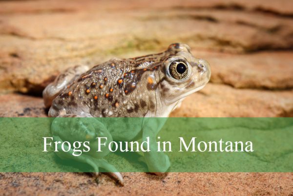 Frogs Found in Montana