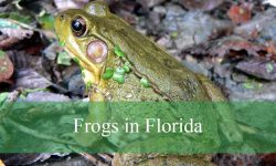 15 Types of Frogs in Florida (With Pictures and Identification)