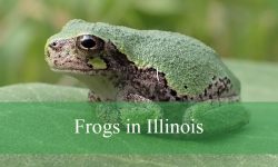 14 Types of Frogs in Illinois (With Pictures and Identification)