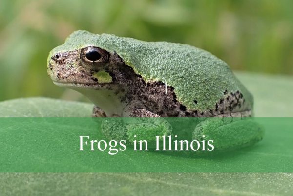 Frogs in Illinois