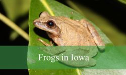12 Types of Frogs in Iowa (With Pictures and Identification)