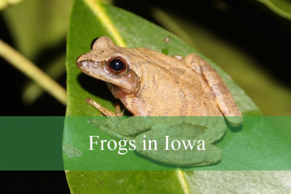 Frogs in Iowa