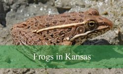 15 Types of Frogs in Kansas (With Pictures and Identification)