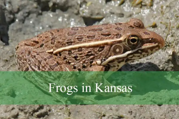 Frogs in Kansas