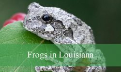 17 Types of Frogs in Louisiana (With Pictures and Identification)