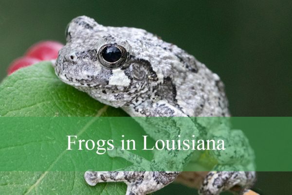 Frogs in Louisiana