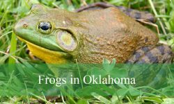 19 Types of Frogs in Oklahoma (With Pictures and Identification)