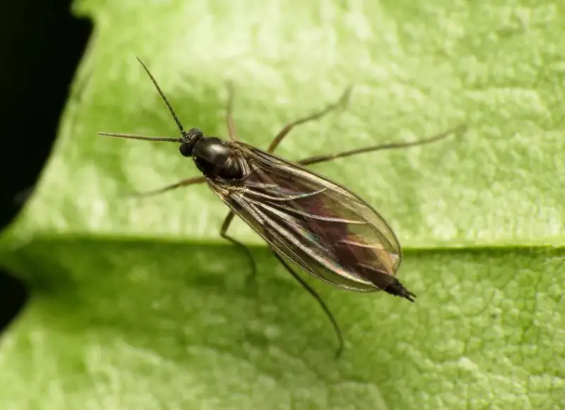 Biting Flies in Maine
