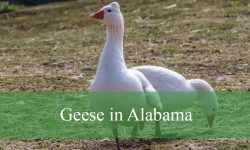 10 Types of Geese in Alabama (With Pictures and Identification)
