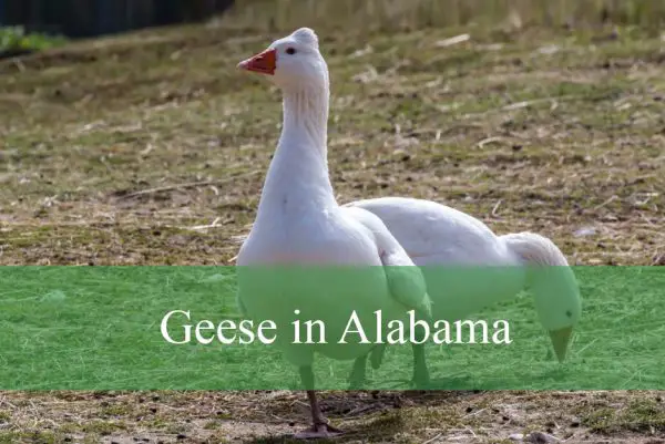 Geese in Alabama