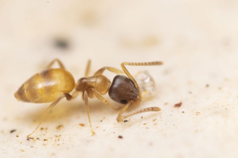 Tiny Bugs in Florida