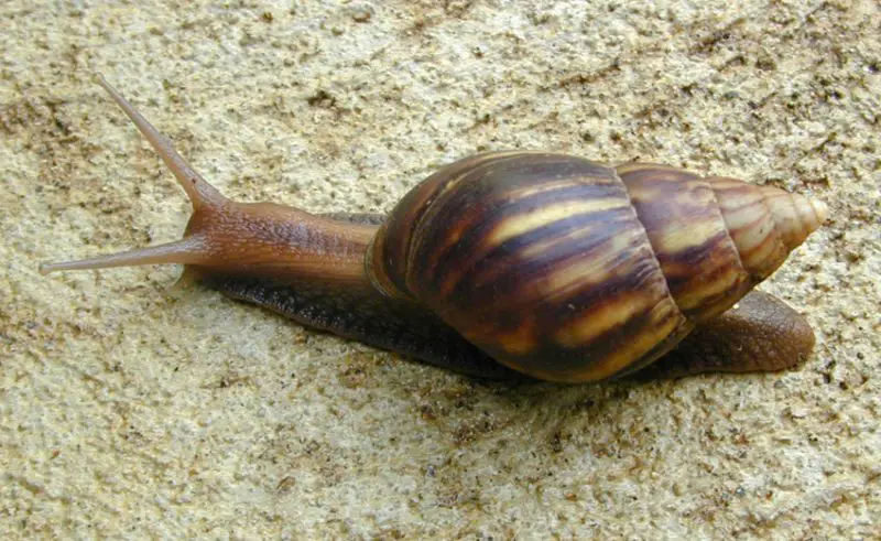 Invasive Snails and Slugs in Hawaiʻi
