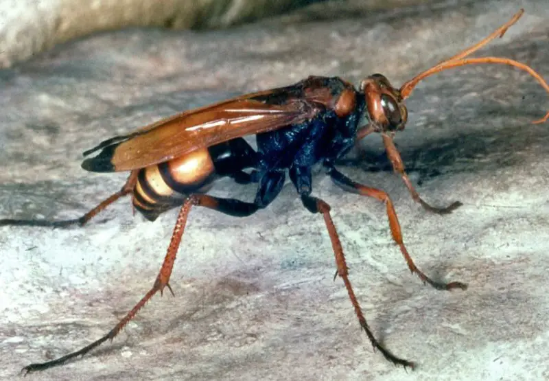 Dangerous Stinging Insects in Arizona