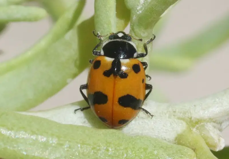 Ladybugs in California