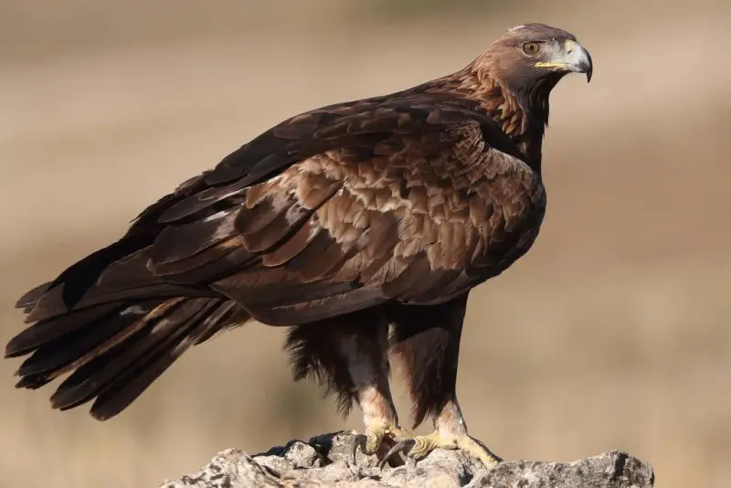 Eagles in New Mexico
