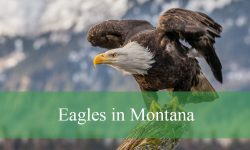 2 Types of Eagles in Montana (With Pictures and Identification)
