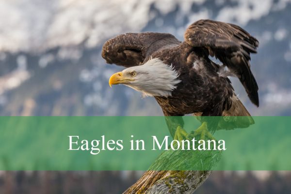 Eagles in Montana