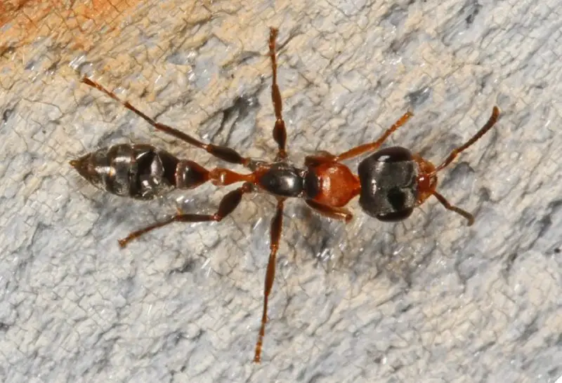 Biting Ants in South Carolina