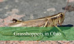 18 Types of Grasshoppers in Ohio (With Pictures and Identification)