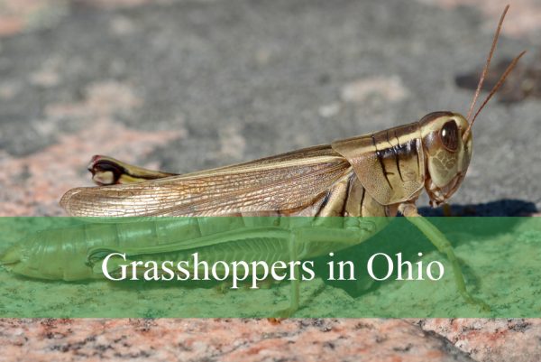 Grasshoppers in Ohio
