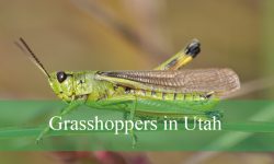 22 Types of Grasshoppers in Utah (With Pictures and Identification)