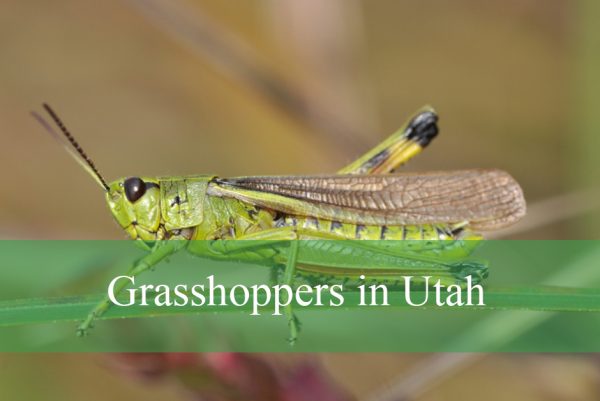 Grasshoppers in Utah