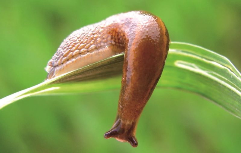 Invasive Snails and Slugs in Hawaiʻi