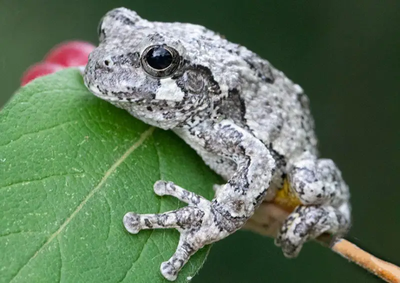 Frogs in Louisiana