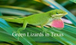 8 Green Lizards in Texas (With Pictures and Identification)